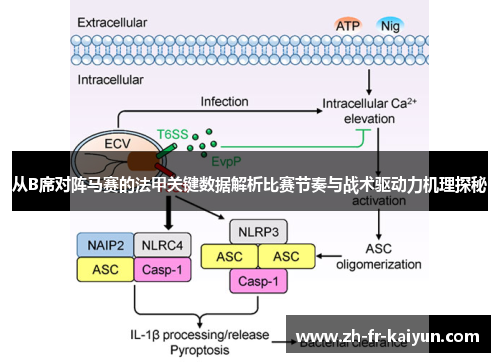 从B席对阵马赛的法甲关键数据解析比赛节奏与战术驱动力机理探秘